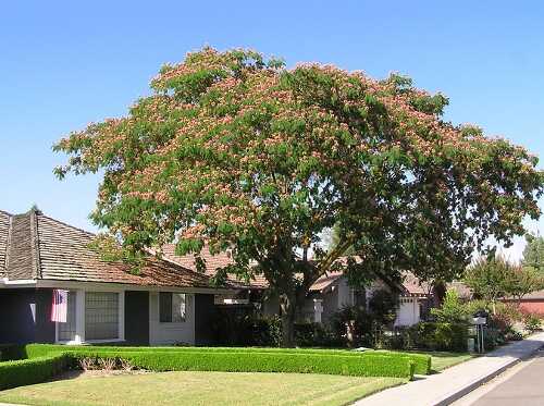 Albizia julibrissin